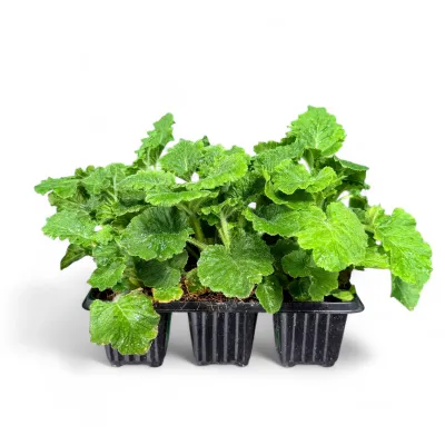 Primula Malacoides "Fairy Primrose" 6Pack Seedlings