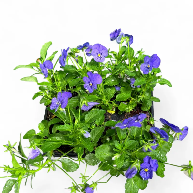 Viola Cornuta "Sorbet Blue Viola" 6Pack Seedlings