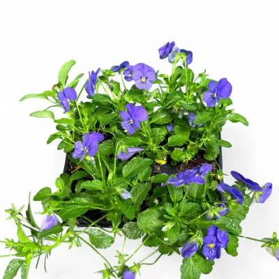 Viola Cornuta "Sorbet Blue Viola" 6Pack Seedlings