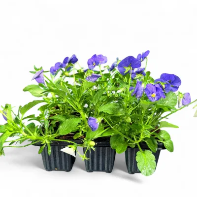 Viola Cornuta "Sorbet Blue Viola" 6Pack Seedlings