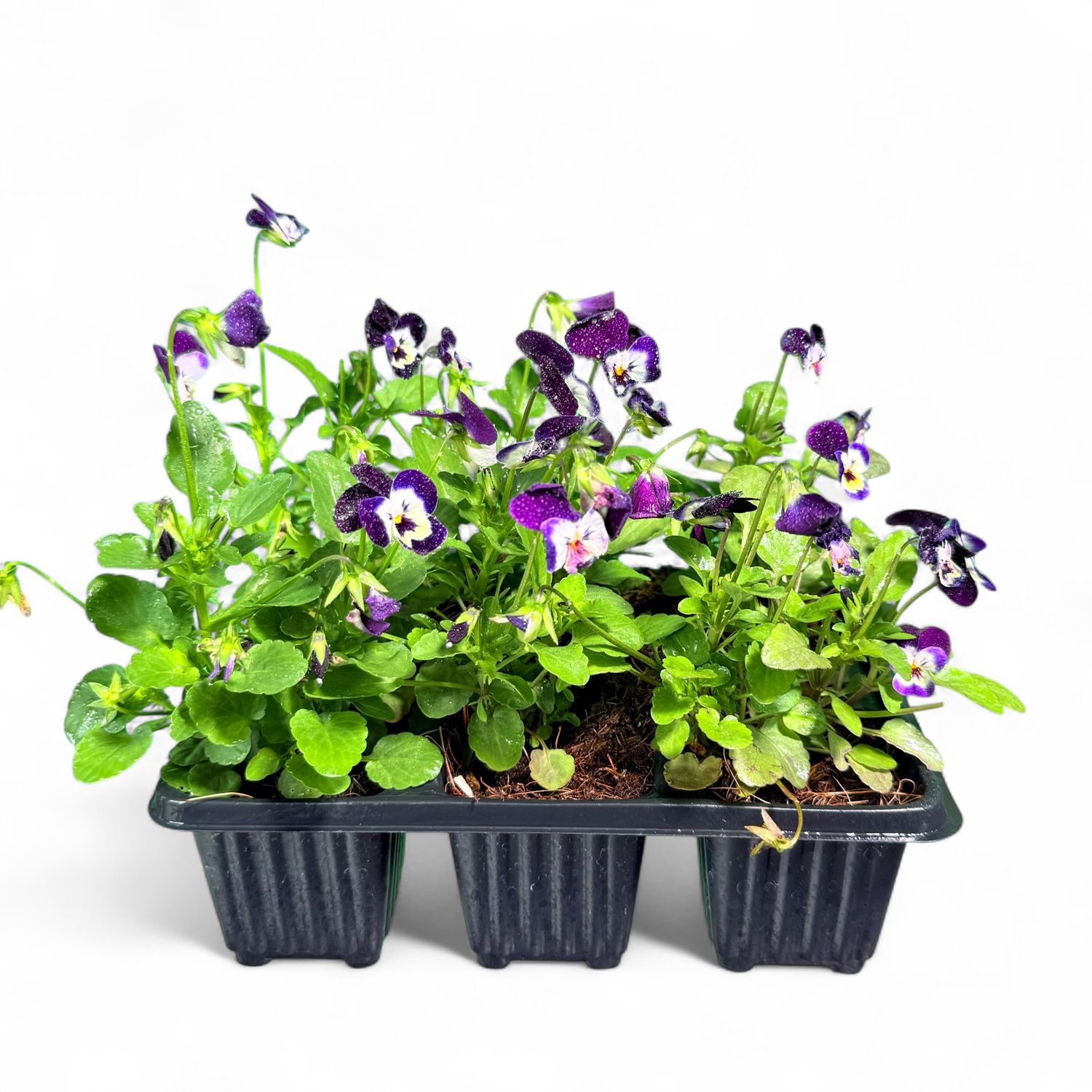 Viola Cornuta "Perfetto Purple Face Viola" 6Pack Seedlings
