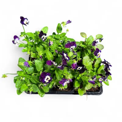 Viola Cornuta "Perfetto Purple Face Viola" 6Pack Seedlings