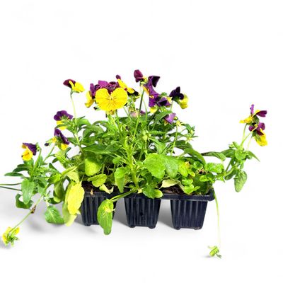 Viola Cornuta "Grandissimo Yellow Jump Up" 6Pack Seedlings