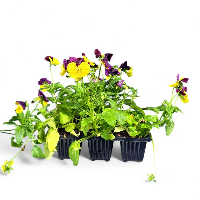 Viola Cornuta "Grandissimo Yellow Jump Up" 6Pack Seedlings