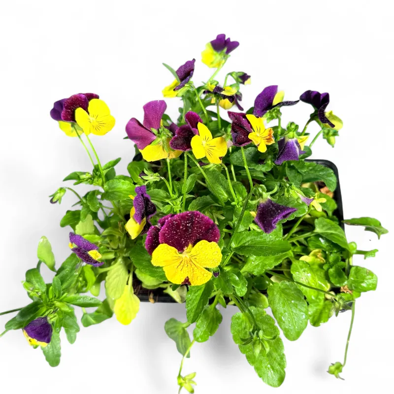 Viola Cornuta "Grandissimo Yellow Jump Up" 6Pack Seedlings