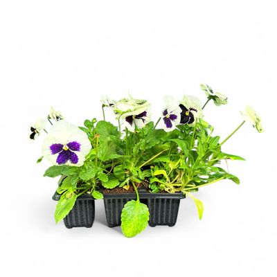 Viola x Wittrockiana "Pansy Premier White Blotch" 6Pack Seedlings