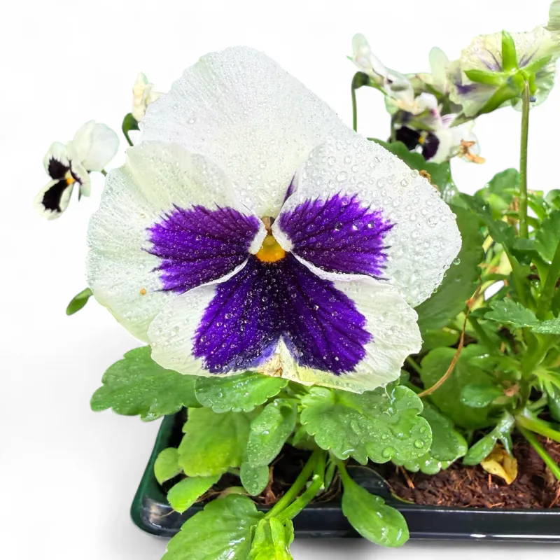 Viola x Wittrockiana "Pansy Premier White Blotch" 6Pack Seedlings