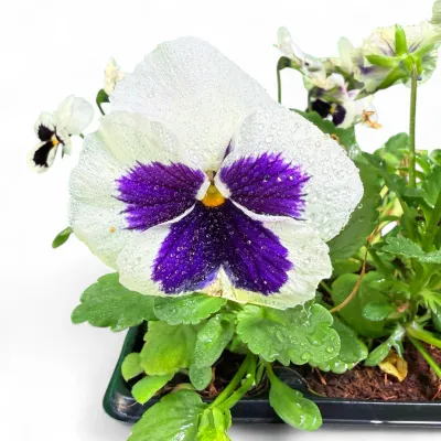Viola x Wittrockiana "Pansy Premier White Blotch" 6Pack Seedlings