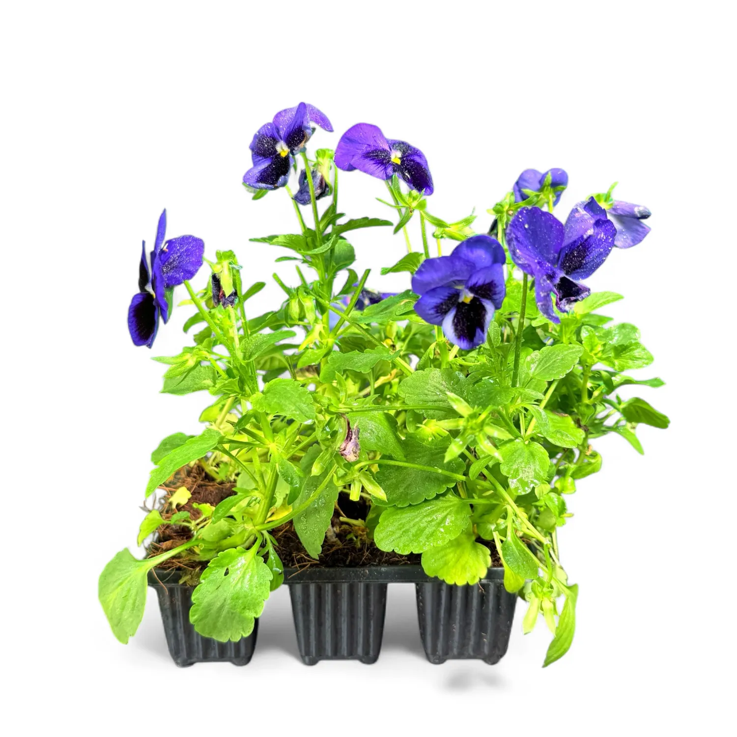 Viola x Wittrockiana "Pansy Premier Blue Blotch" 6Pack Seedlings