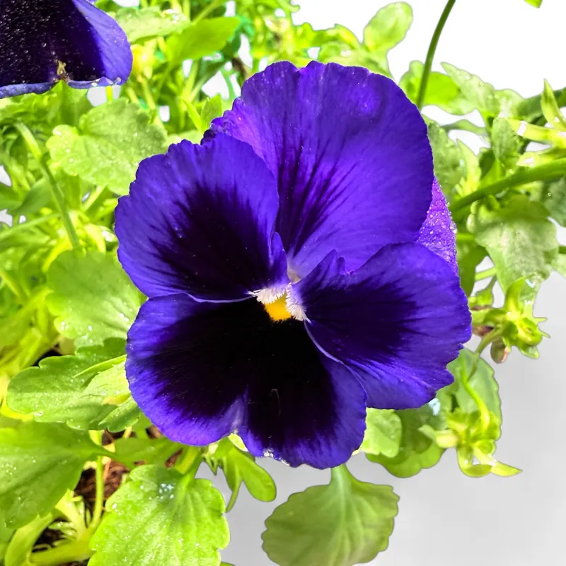 Viola x Wittrockiana "Pansy Premier Blue Blotch" 6Pack Seedlings