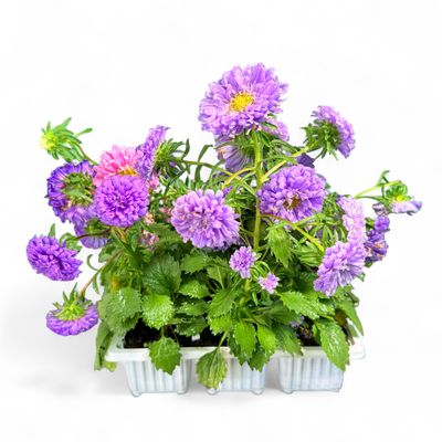Aster "Annual Aster" Mixed Colours 6Pack Seedlings