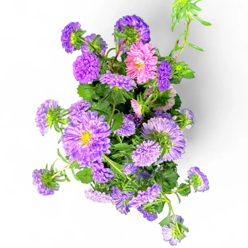 Aster "Annual Aster" Mixed Colours 6Pack Seedlings