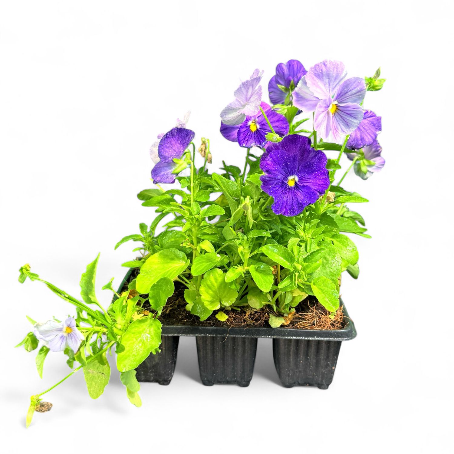 Viola x Wittrockiana "Pansy Premier Lavender Shades" 6Pack Seedlings