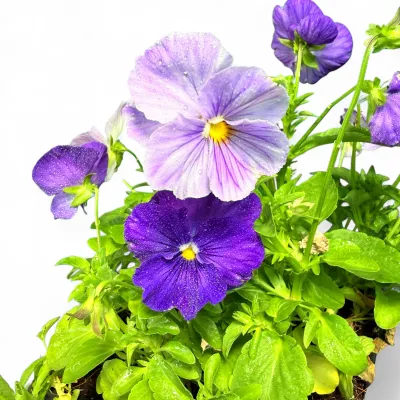 Viola x Wittrockiana "Pansy Premier Lavender Shades" 6Pack Seedlings