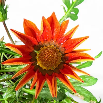 Gazania Rigens "Gazania Bronze" 6Pack Seedlings