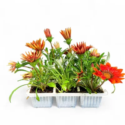 Gazania Rigens "Gazania Bronze" 6Pack Seedlings