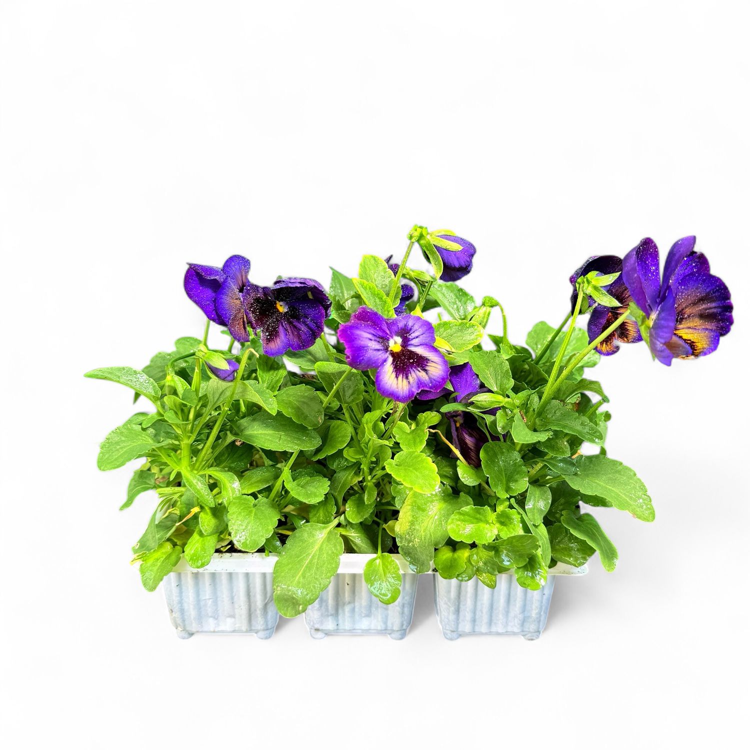 Viola x Wittrockiana "Pansy Midnight Glow" 6pack Seedlings