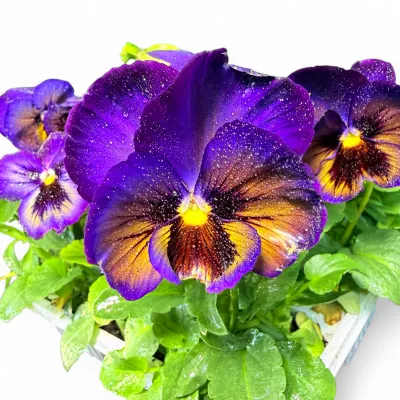 Viola x Wittrockiana "Pansy Midnight Glow" 6pack Seedlings