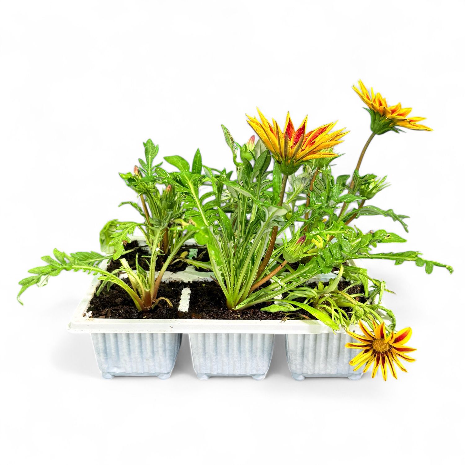 Gazania Rigens "Gazania Tiger" 6Pack Seedlings