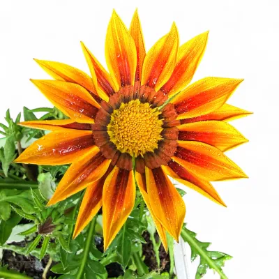 Gazania Rigens "Gazania Tiger" 6Pack Seedlings