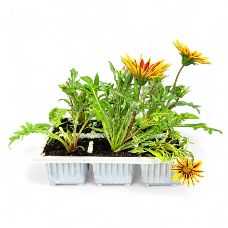 Gazania Rigens "Gazania Tiger" 6Pack Seedlings