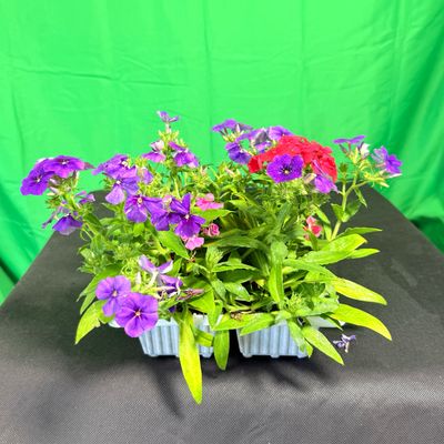 Phlox Drummondii "First Century Phlox" 6Pack   Seedlings