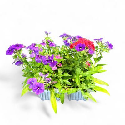 Phlox Drummondii "First Century Phlox" 6Pack   Seedlings