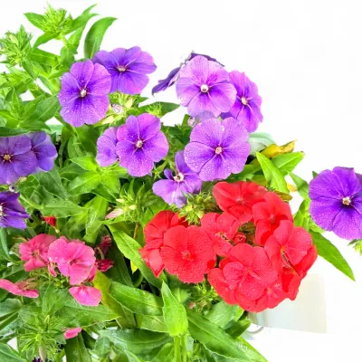 Phlox Drummondii "First Century Phlox" 6Pack   Seedlings