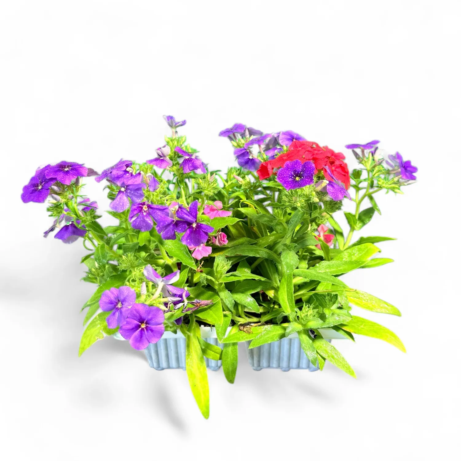 Phlox Drummondii "First Century Phlox" 6Pack   Seedlings