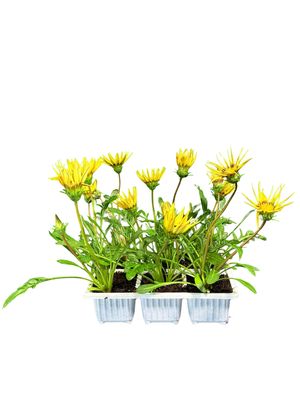 Gazania Rigens "Gazania Bright Yellow" 6Pack seedlings