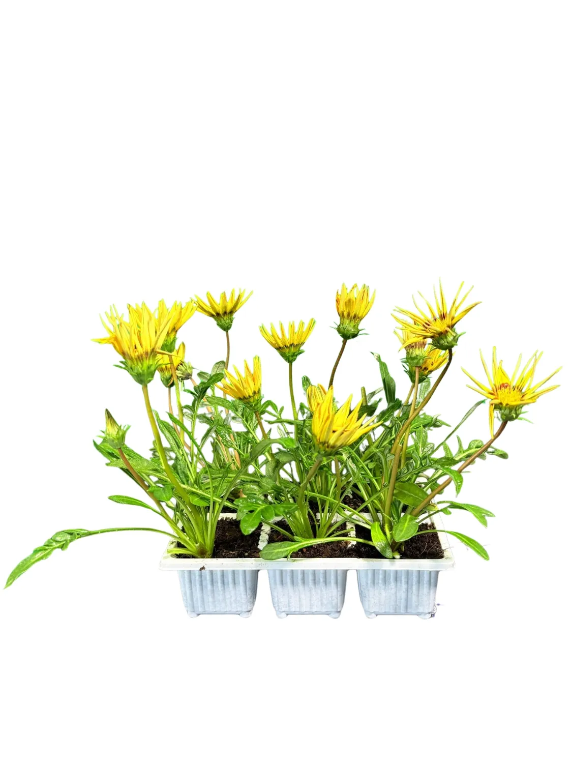 Gazania Rigens "Gazania Bright Yellow" 6Pack seedlings