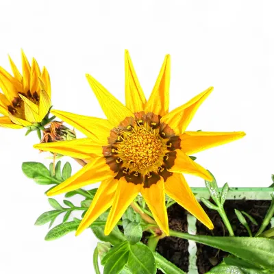 Gazania Rigens "Gazania Bright Yellow" 6Pack seedlings