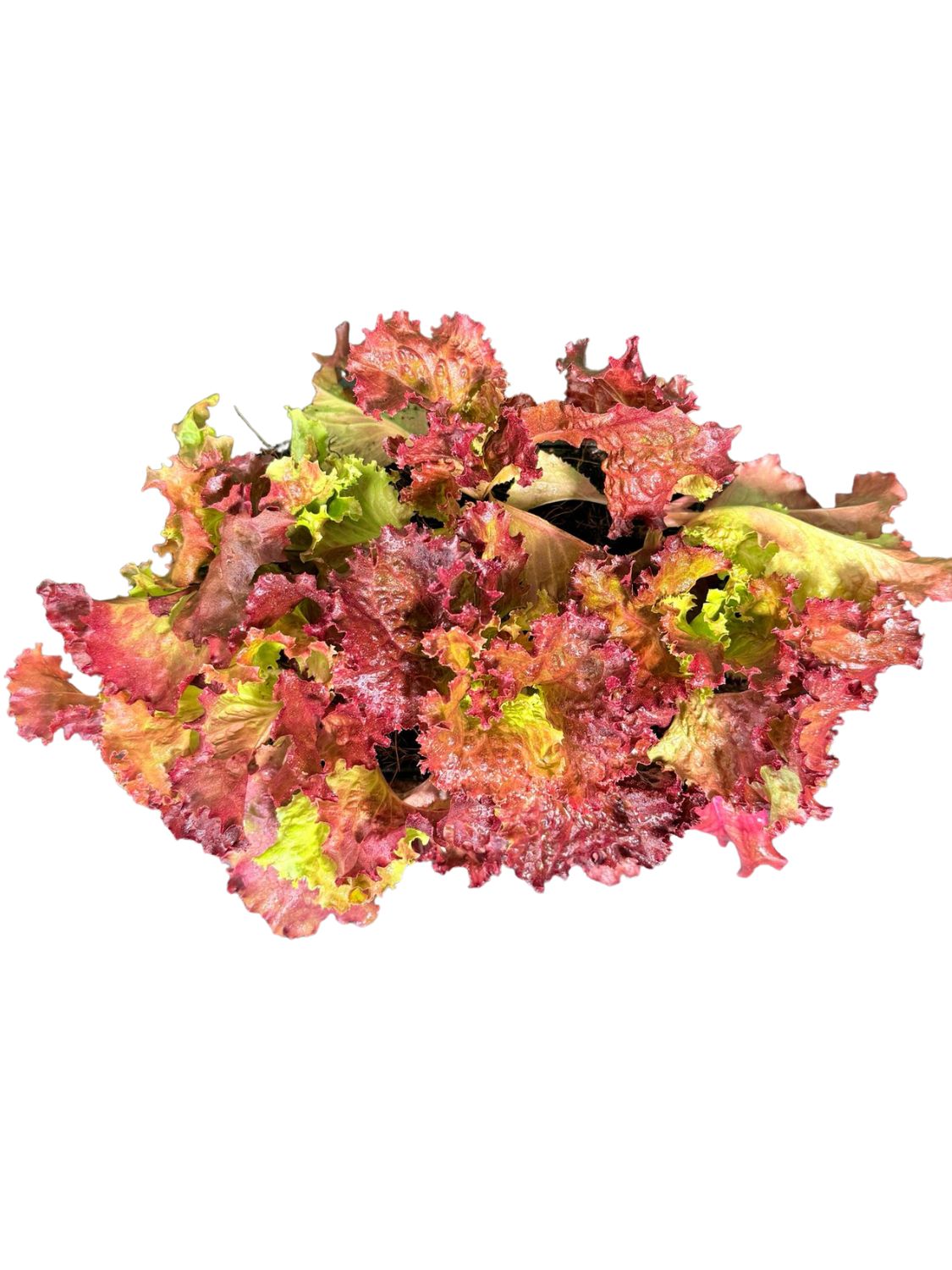 Lactuca Sativa Lollo Rosso "Lettuce Lolla Rosa" 6Pack Seedlings