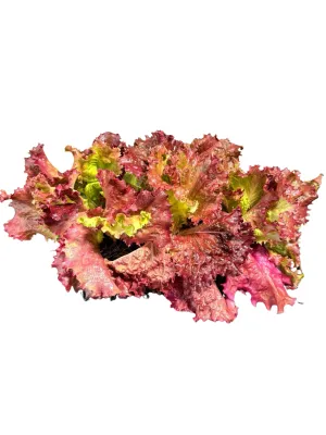 Lactuca Sativa Lollo Rosso "Lettuce Lolla Rosa" 6Pack Seedlings