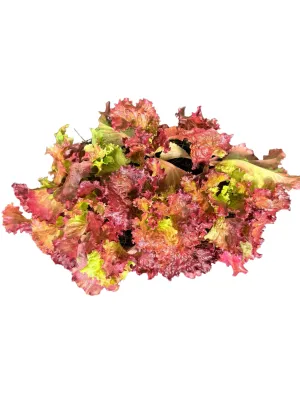 Lactuca Sativa Lollo Rosso "Lettuce Lolla Rosa" 6Pack Seedlings