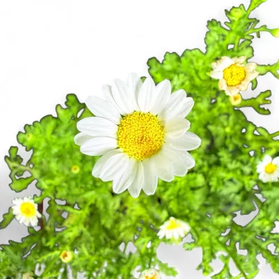 Chrysanthemum Paludosum "White Sun" 6Pack seedlings