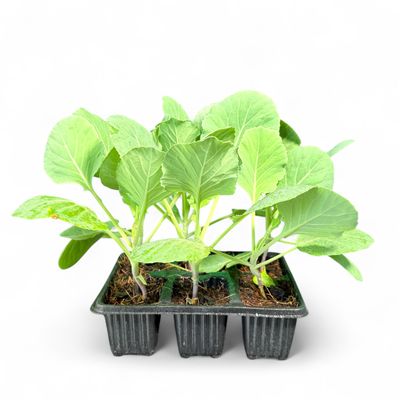 Brassica Oleracea "Cabbage Conquistador" 6Pack Seedlings