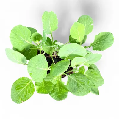 Brassica Oleracea "Cabbage Conquistador" 6Pack Seedlings