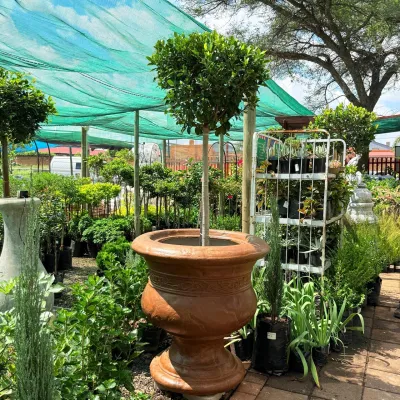 X Large Vase Pattern Planter Honeyclay Finish 900-900mm 120kg