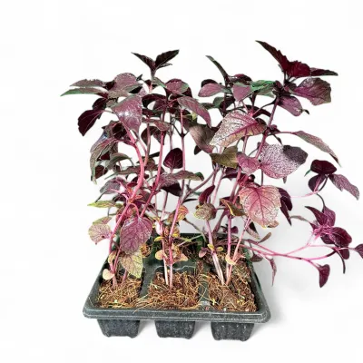 Ocimum Basilicum "Basil Red Rubin" 6Pack Seedlings