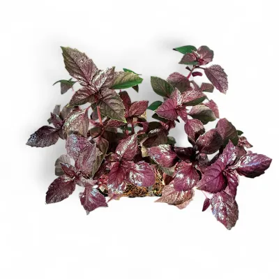 Ocimum Basilicum "Basil Red Rubin" 6Pack Seedlings