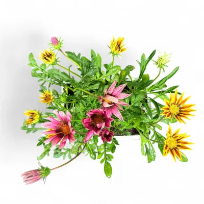 Gazania Rigens "Kiss Mix" 6Pack Seedlings