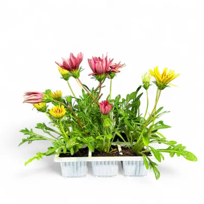 Gazania Rigens "Kiss Mix" 6Pack Seedlings