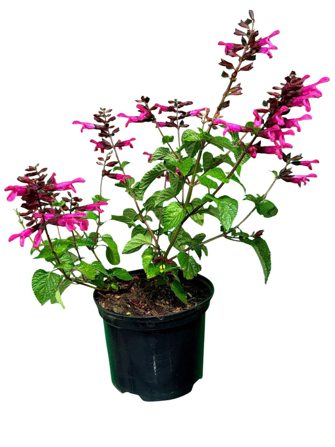 Salvia Hybrid "Rockin Fuchsia" Salvia Hybrid "Rockin Fuchsia"