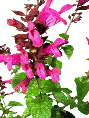 Salvia Hybrid "Rockin Fuchsia"