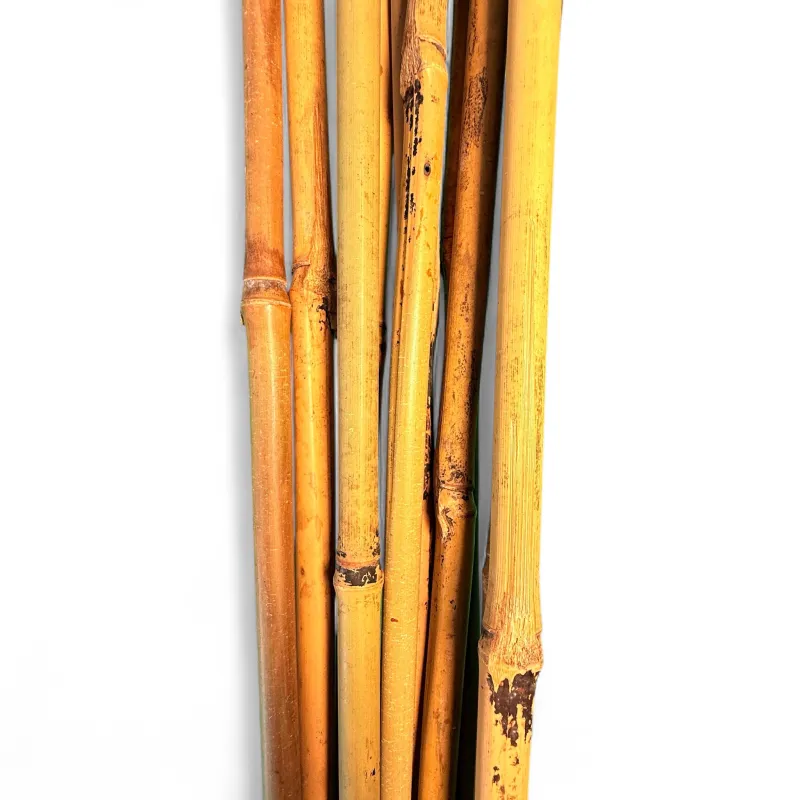Bamboo Cane "10 Piece" 150cmLength 10/12mm Thick