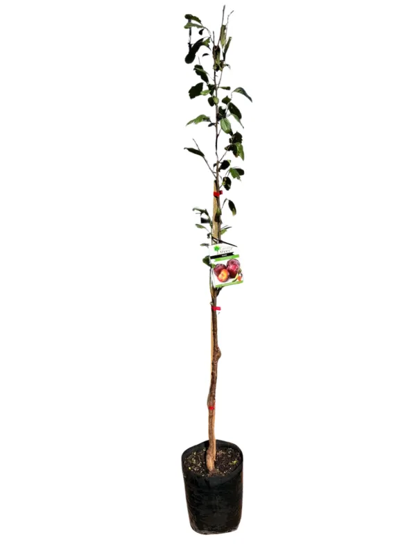 Prunus Salicina "Plum Santa Rosa" 10Liter