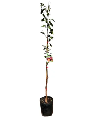 Prunus Salicina "Plum Santa Rosa" 10Liter