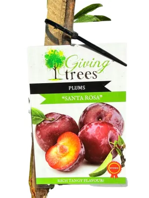 Prunus Salicina "Plum Santa Rosa" 10Liter