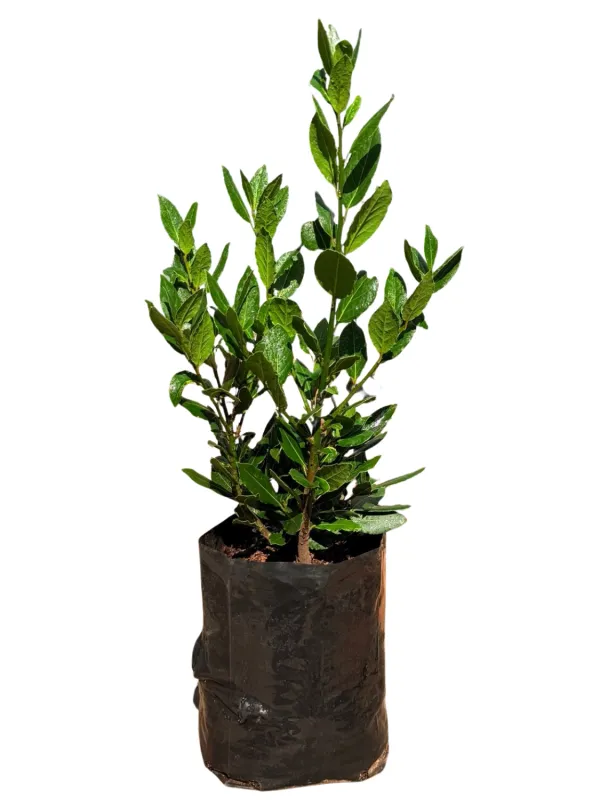Laurus Nobilis "Bay Leaf" 10Liter